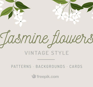 Jasmine Flowers Vector Graphics