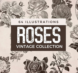 64 Vintage Rose Illustrations