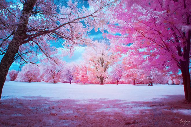 Infrared by Jack R. Seikaly