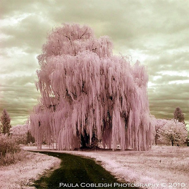 Infrared Pink SillyString Tree by La Vita a Bella