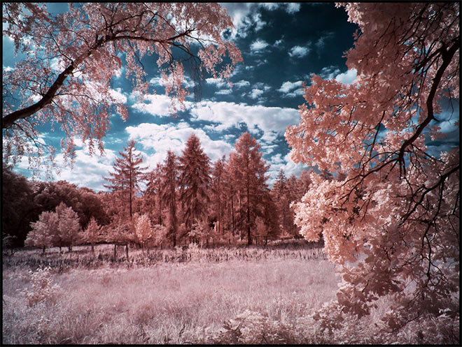 Tegeler Forest Berlin Infrared by MichiLauke