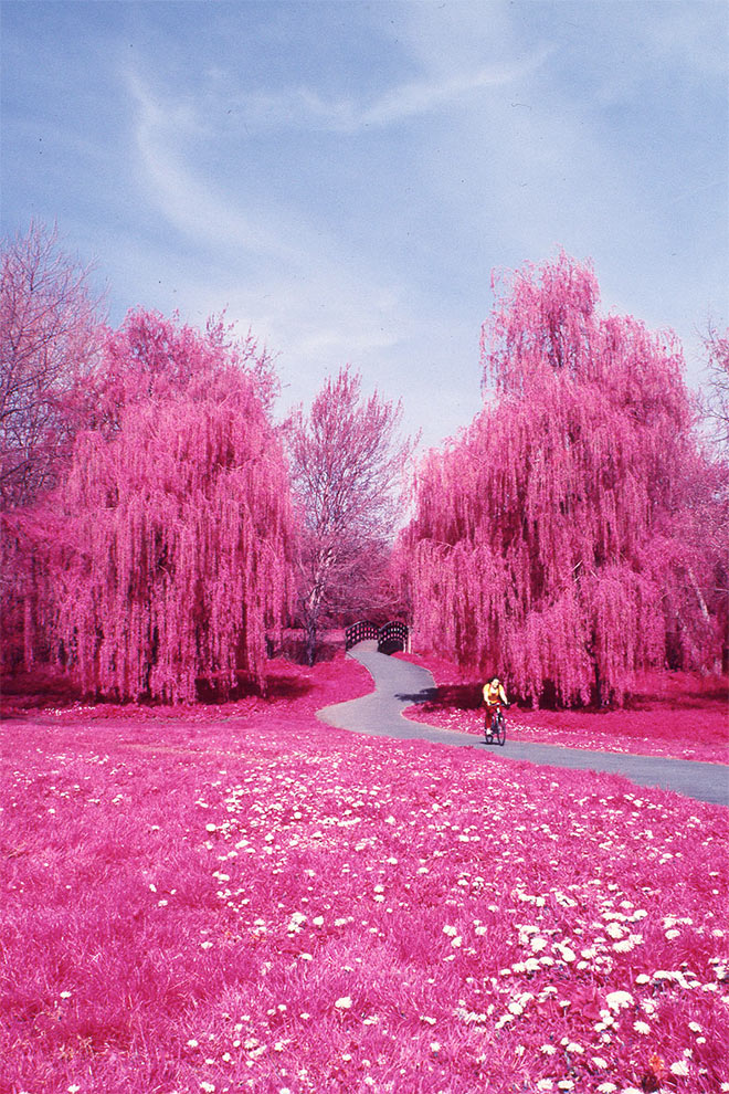 Pink Wonderland by Christopher Boyd Martin