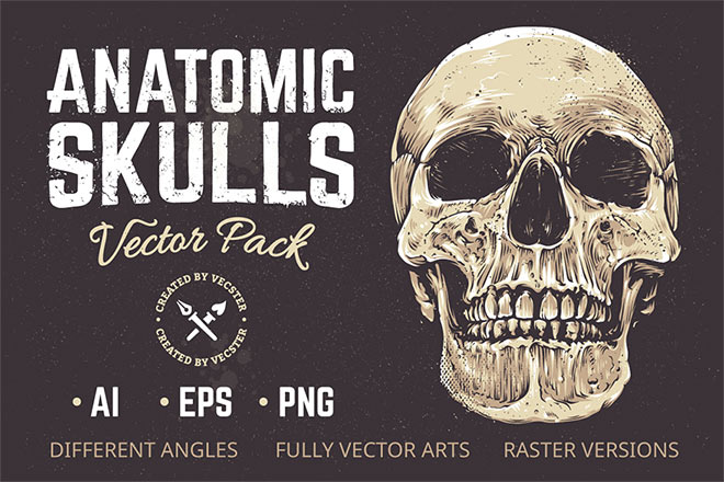 Anatomic Vector Skulls Pack "width =" 660 "height =" 440 "class =" alignnone size-full wp-image-9191