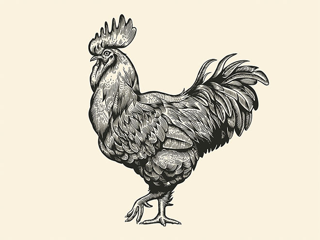 Rooster by Olga P