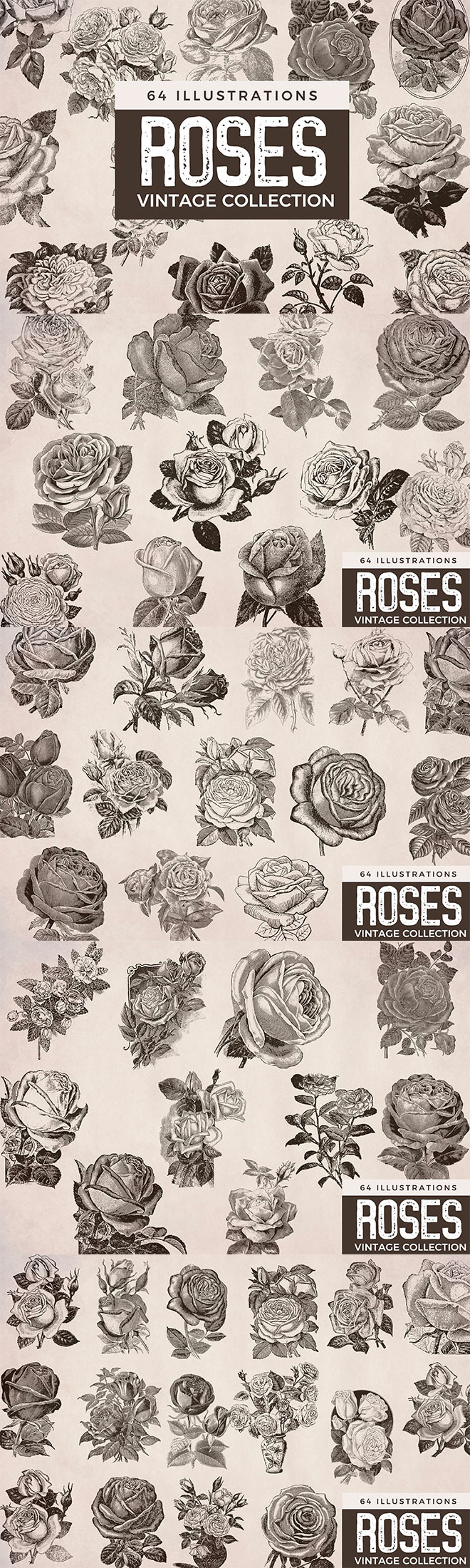 64 Vintage Roses and Flower Illustrations for Premium Members