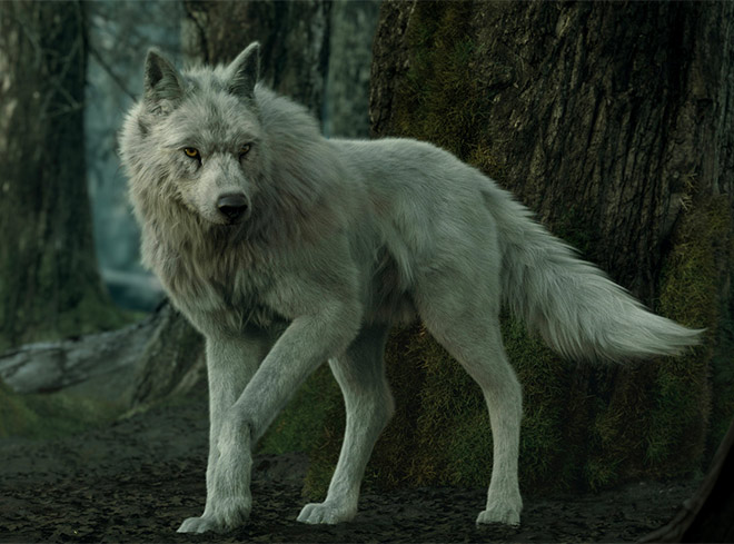 Wolf by Alireza Akhbari